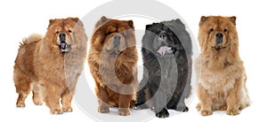 Chow chow dogs