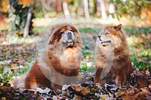 Chow Chow  male and female dog sitting among autumn leaves