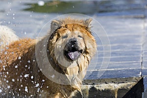 Chow Chow portrait