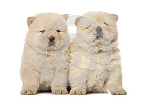 Chow-chow puppies