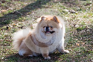 Chow-chow puppy on the walk. Photo