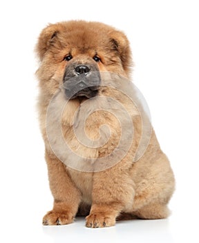 Chow-chow puppy, on a white background