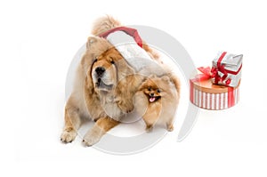 Chow-Chow in a red Santa Claus hat and spitz,