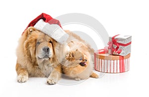 Chow-Chow in a red Santa Claus hat and spitz,