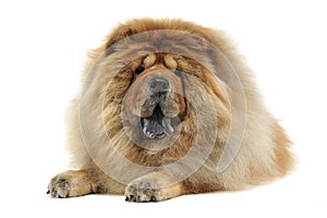 Chow chow relaxing in a white background studio