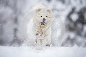 Chow Chow Running on winter snow