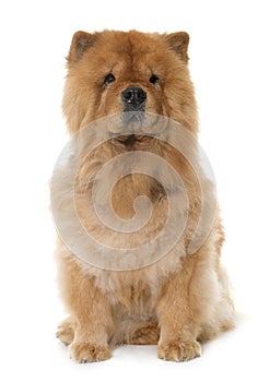 Chow chow in studio