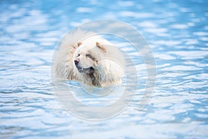 Chow chow in swimming pool