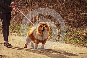 Chow Chow Walking