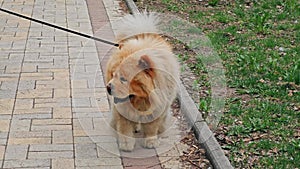 Chow Chow walks on a leash in the city