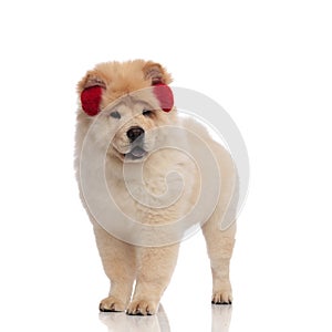 Chow chow wearing red earmuffs pants and looks to side