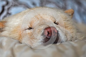 Chow-chow dog is sleeping on the bed, close-up