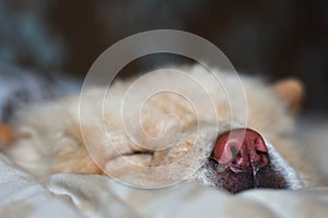 Chow-chow dog is sleeping on the bed, close-up