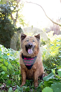 A Chow dog wearing a wedding bandana. Saying ``moms marring the man of our dreams`` photo