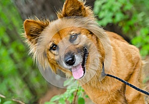 Chow Spaniel mixed breed dog