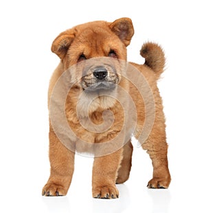 ChowChow puppy posing on white background