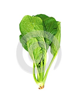 Choy Sum or Bok choy or chinese cabbage vegetable isolated on white background. Green fresh vegetable