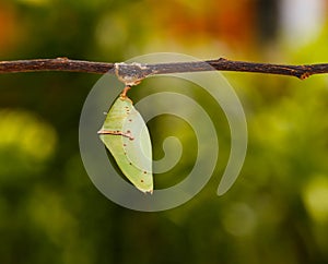 Chrisalis of the Common Archduke buttterfly Lexias pardalis j