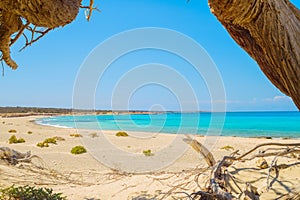 Chrisi island beach view from under big juniper tree