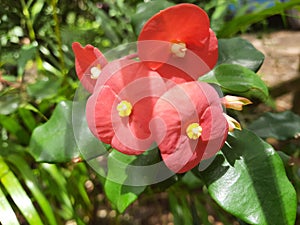 Christ Plants in Sri Lanka Red(Euphorbia milii)