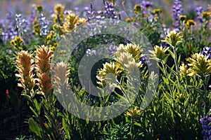 Christ`s Paintbrush plants in a meadow in the Albion Mountains