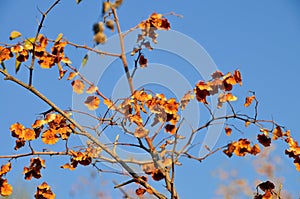 Christ's Thorn (Paliurus)