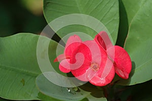 Christ thorn (Euphorbia milii) flower close-up with green leaves