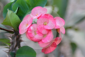 Christ Thorn flower / Euphorbia milli or crown of thorns red flower on natural green background - pink of Euphorbia milli Desmoul