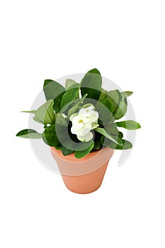 Christ thorn plant or Euphorbia milii science name growing in brown pot on white background isolated and path. A  plant succulent