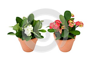 Christ thorn plant or Euphorbia milii science name growing in brown pot on white background isolated and path. A  plant succulent