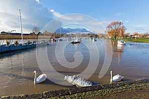 Christchurch Dorset England UK with swans on river