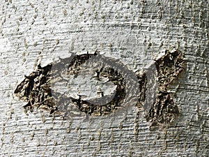 Christian symbol ichthys fish, scratched in a tree bark photo