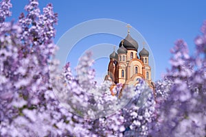 Christiany Orthodox church surrounded by blooming lilacs in spring against the blue sky
