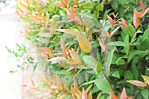 Christina or aglaonema christina plant