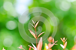 christina or aglaonema christina plant or orange leaf