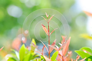 christina or aglaonema christina plant or orange leaf