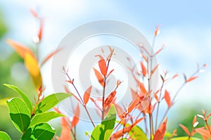 christina or aglaonema christina plant or orange leaf