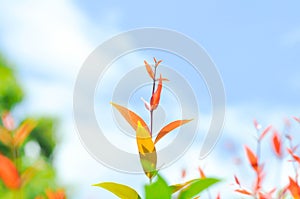 christina or aglaonema christina plant or orange leaf