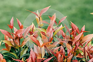 Christina, the bush trees with red and green leaves as Christmas color theme. Vintage style.  green background