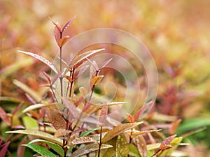 Christina leaves Syzygium australe