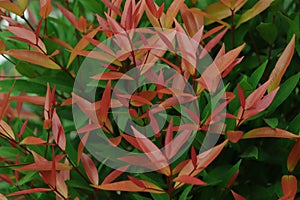 Christina leaves& x28;Syzygium australe& x29;, Red and green leaf texture background, Spring Summer bright garden