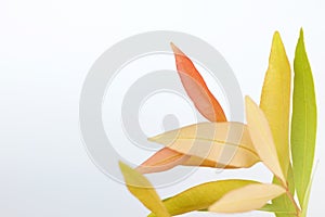 Christina leaves Syzygium australe, red yellow and orange leaves, on white background.