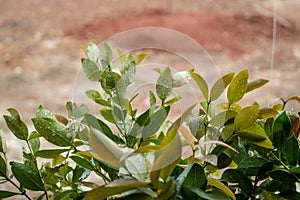 Christina leavesSyzygium australe, Red leaf with blurred background, Spring Summer bright garden.After the rain. Stop the dew on