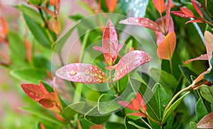 Christina leavesSyzygium australe, Red leaf with blurred background, Spring Summer bright garden.After the rain. Stop the dew on