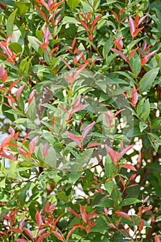 Christina tree in garden