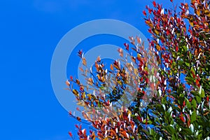 Christina trees have orange-gold leaves and green leaves