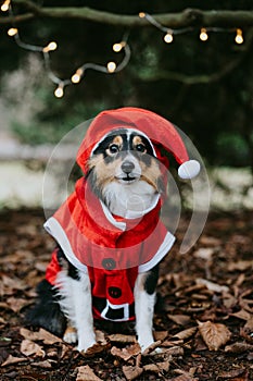 Christmas animal concept - dog