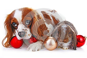 Christmas animals. Cute christmas rabbit. Rabbit bunny lop celebrate christmas with xmas bauble ornaments on isolated