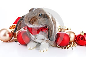 Christmas animals. Cute christmas rabbit. Rabbit bunny lop celebrate christmas with xmas bauble ornaments on isolated