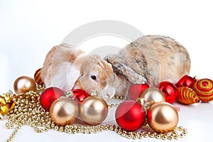 Christmas animals. Rabbit pet lop dwarf dutch wo colored orange bunny rabbits celebrate christmas with red gold